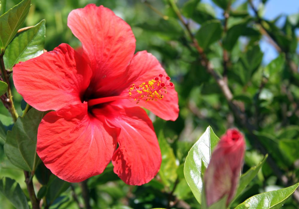Duas flores de hibisco uma aberta e outra fechada.