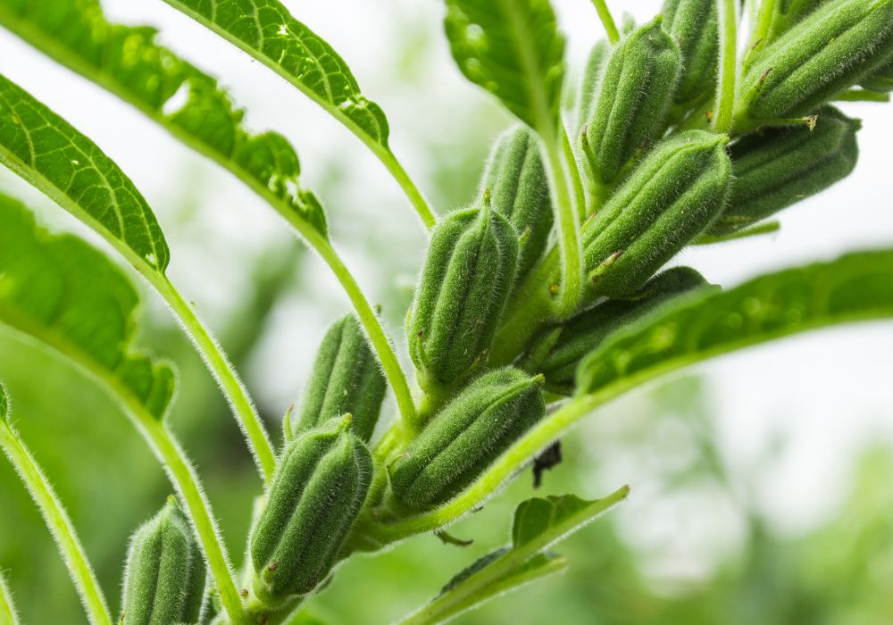 Planta de gergelim.