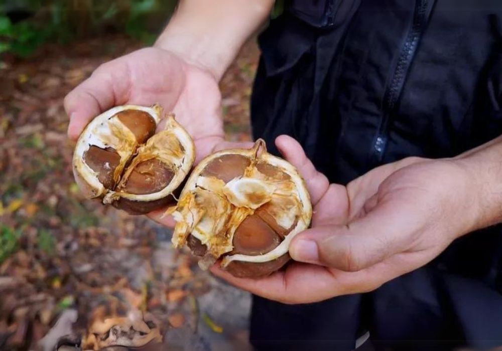 Um homem segurando nas duas mãos um fruto de andiroba cortado ao meio.