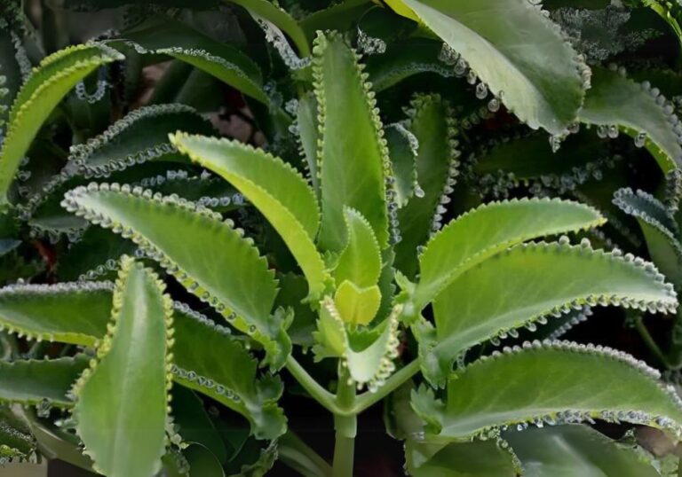 Chá de Aranto serve para quê? - Chá e Sabedoria | Plantas e ervas ...