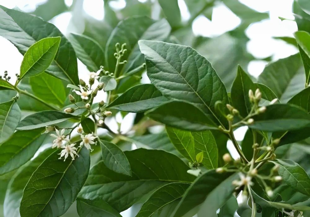 Ch de Assa peixe serve para qu Ch e Sabedoria Plantas