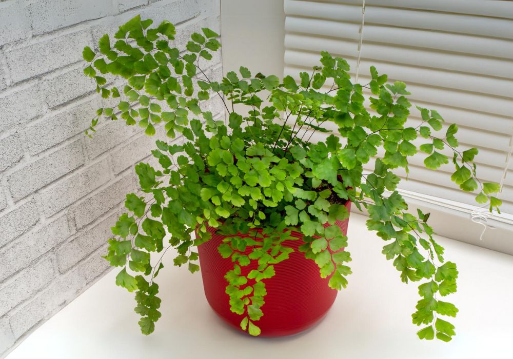 Planta avenca em um vaso vermelho.