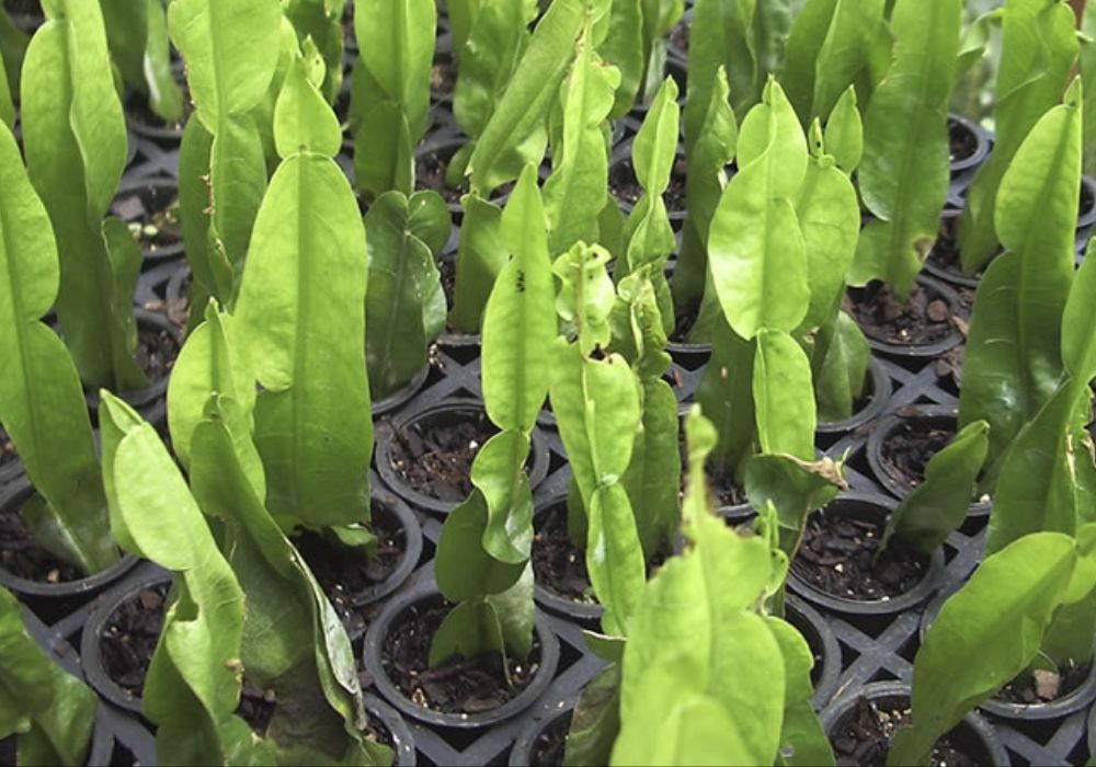 Planta carqueja