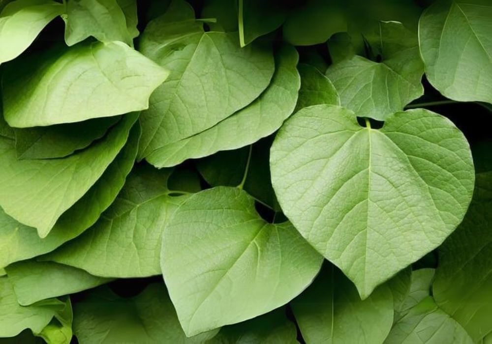 Planta Capeba.