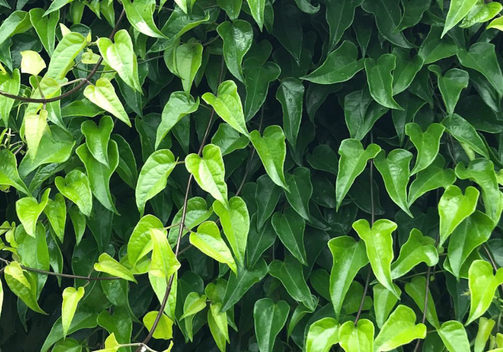 Folhas da planta de guaco