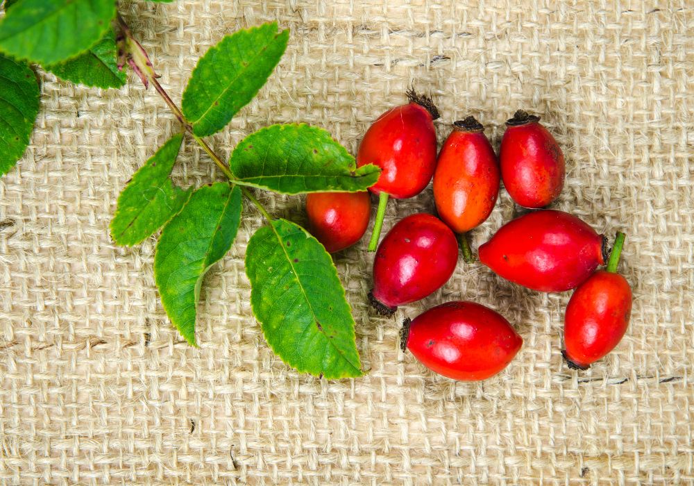 Um galho de rosa mosqueta com folhas e frutos da rosa mosqueta.