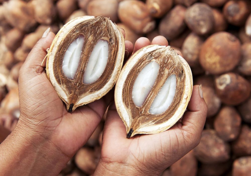 Coco babaçu cortado ao meio e uma pessoa segurando uma banda em cada mão.