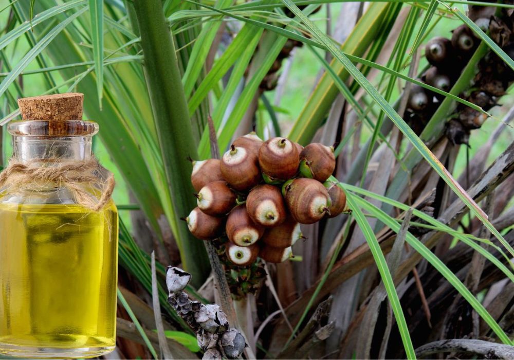 Um cacho de coco babaçu na árvode e um vidro do óleo de babaçu em primeiro plano.