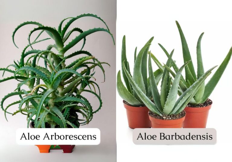 Diferenças entre as babosas Aloe Arborescens e Aloe Barbadensis - Chá e ...