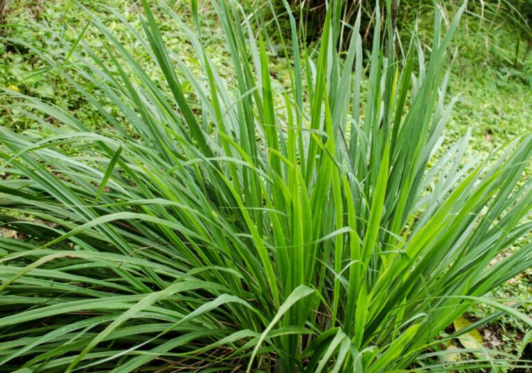 O Chá de Capim-cidreira - Chá e Sabedoria | Plantas e ervas medicinais