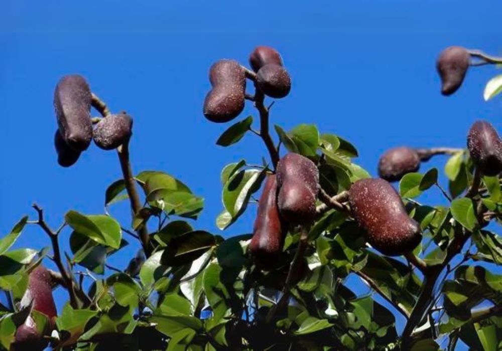 Árvore de Jatobá com frutos.