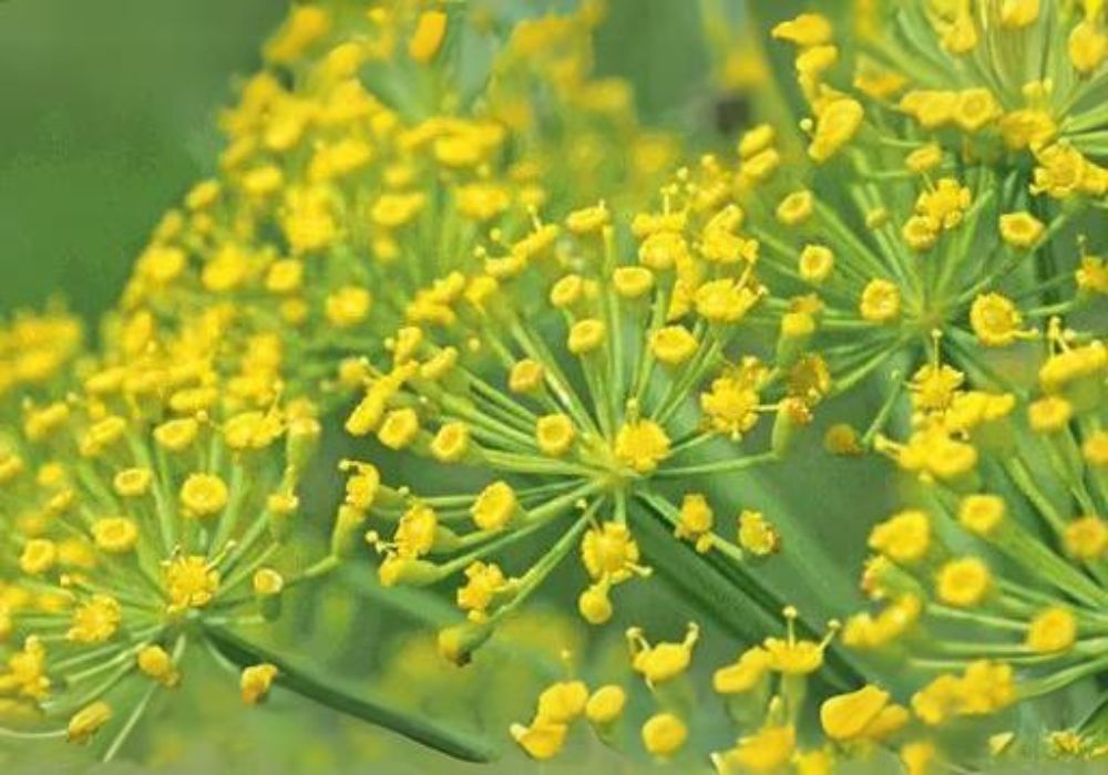 Planta erva-doce florida. Pequenas flores amarelas.