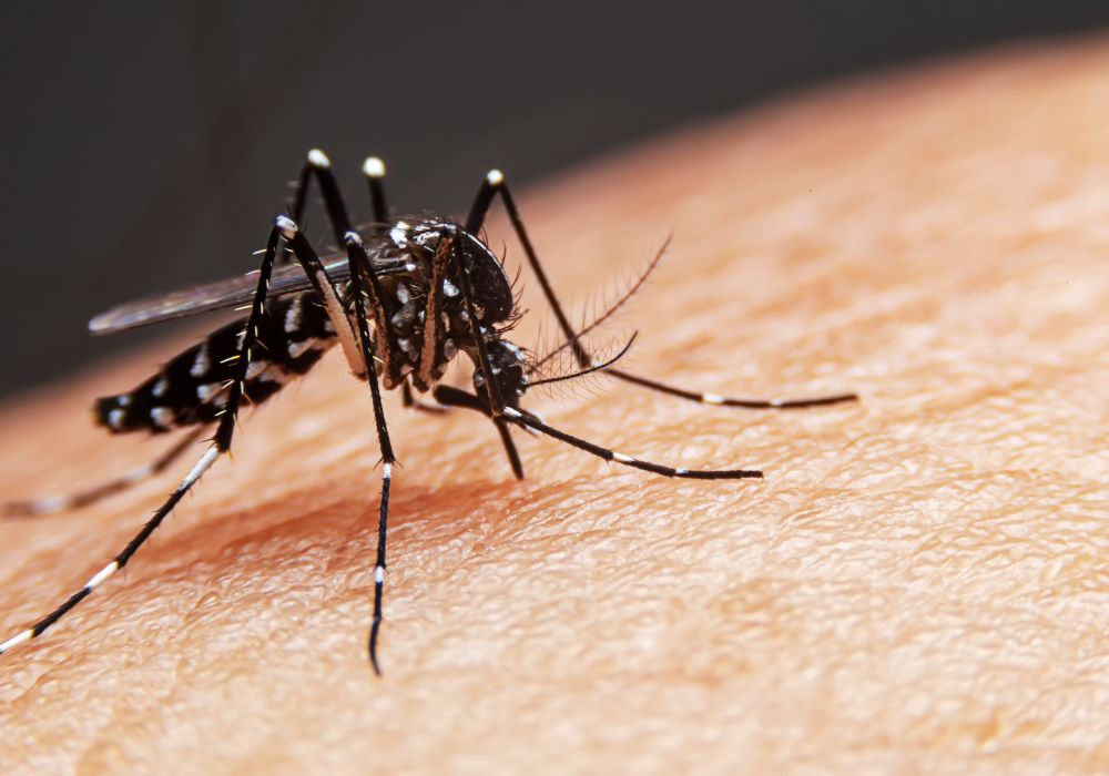 O mosquito da dengue na pele de uma pessoa.