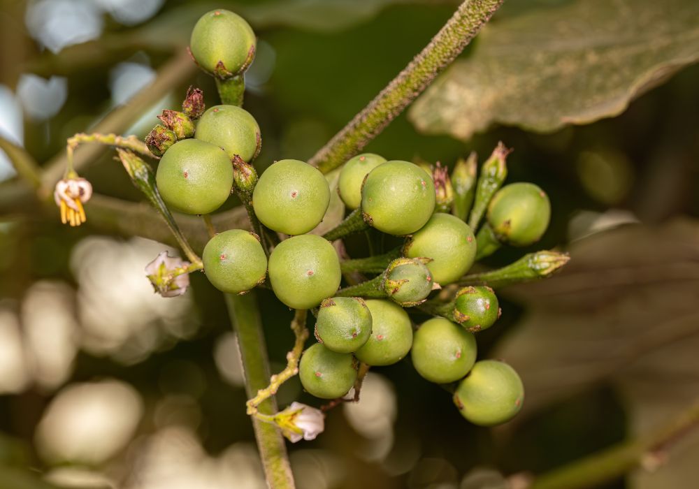 Planta de jurubeba com os frutos.