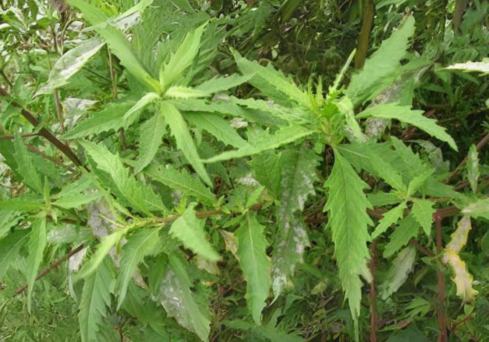 Planta de mastruz.