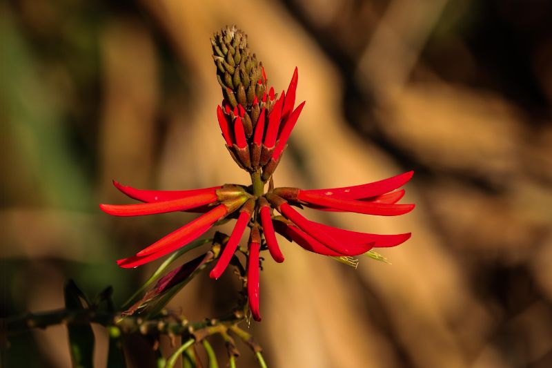 Flor da planta de mulungu (vermelha)